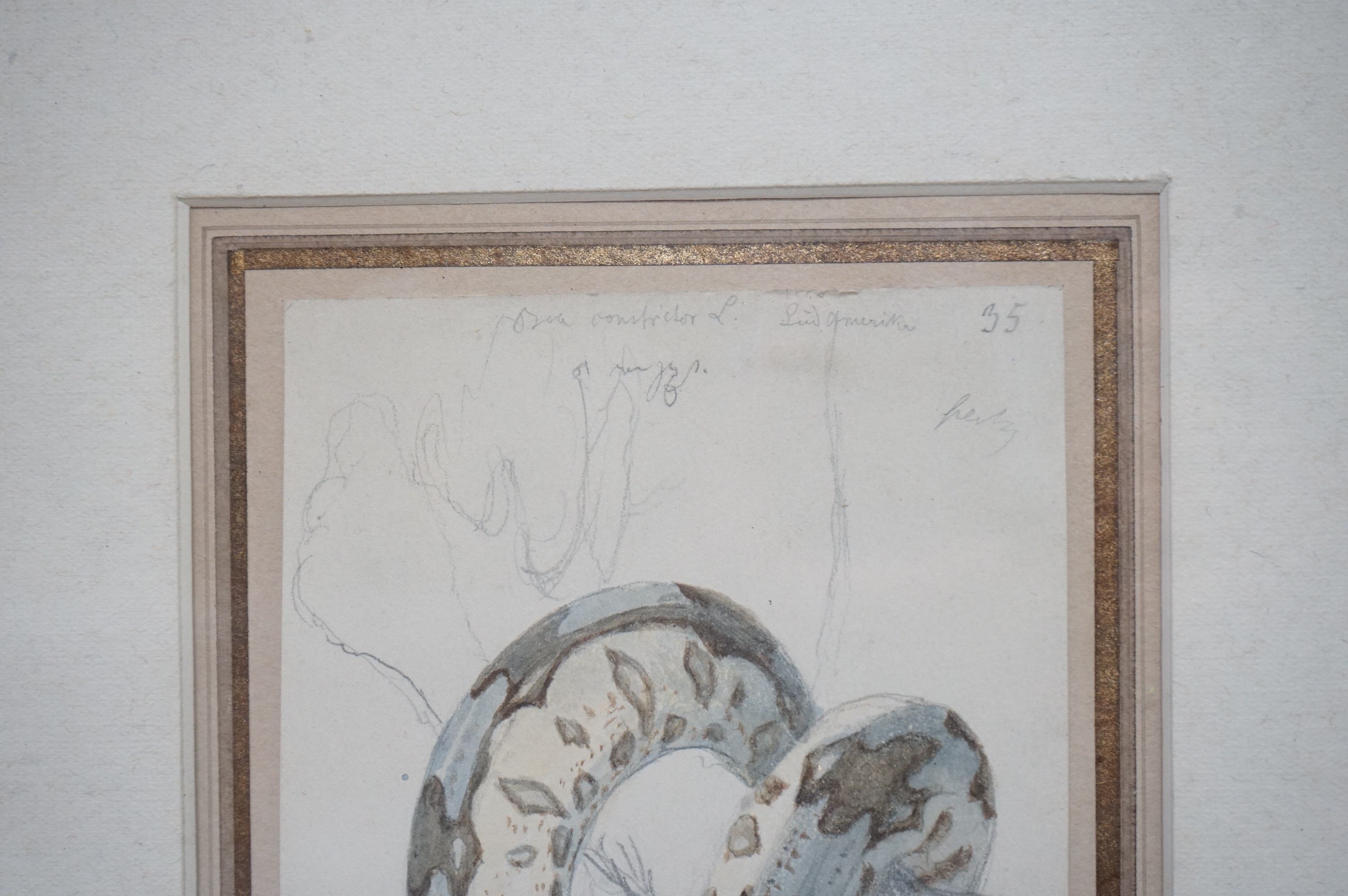 Robert Kretschmer (German, 1812-1872), watercolour, Study of a South American Boa Constrictor, inscribed in pencil, 18 x 9.5cm